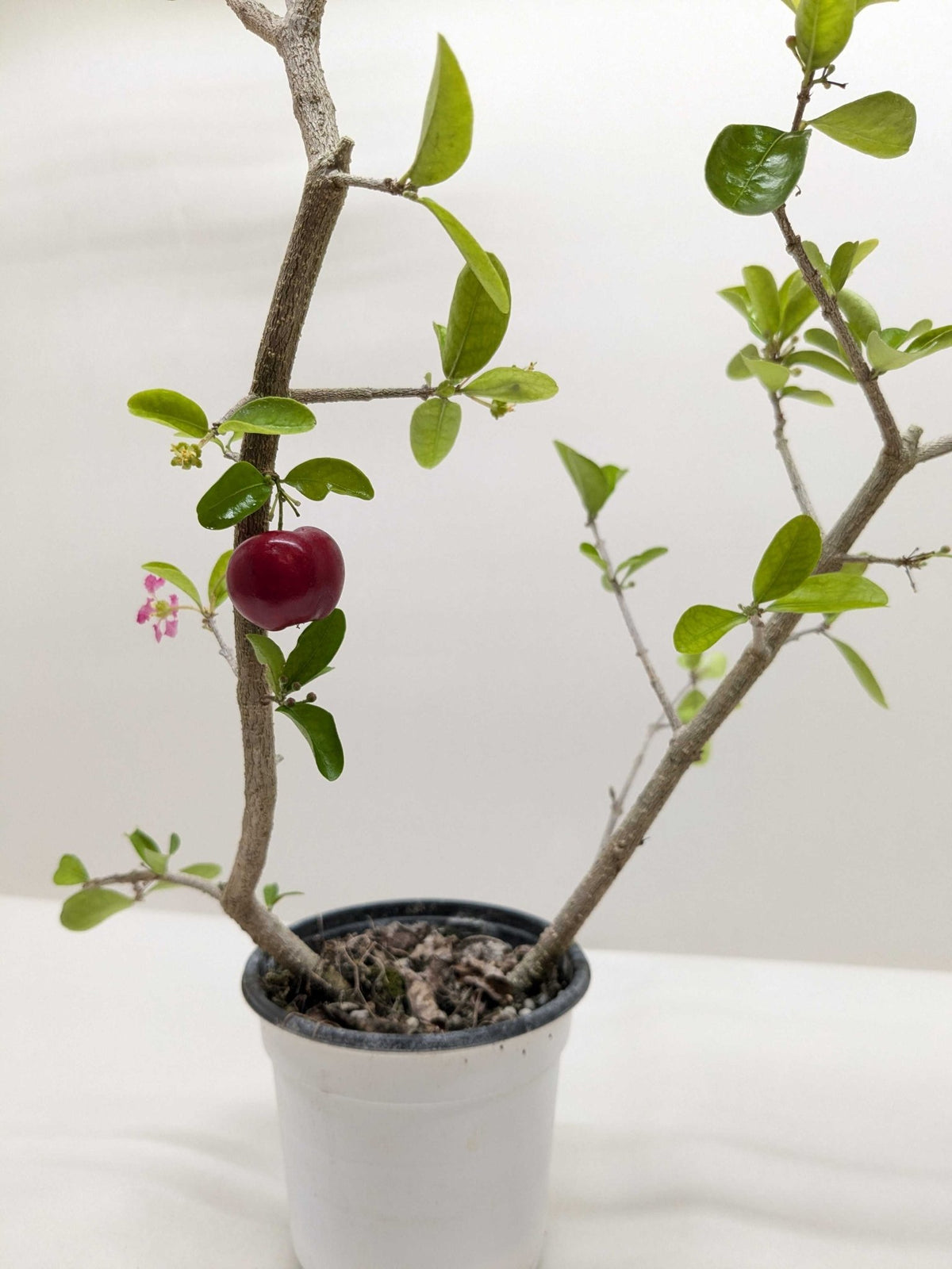 Malpighia Barbados Cherry - BetterGrow Hydro