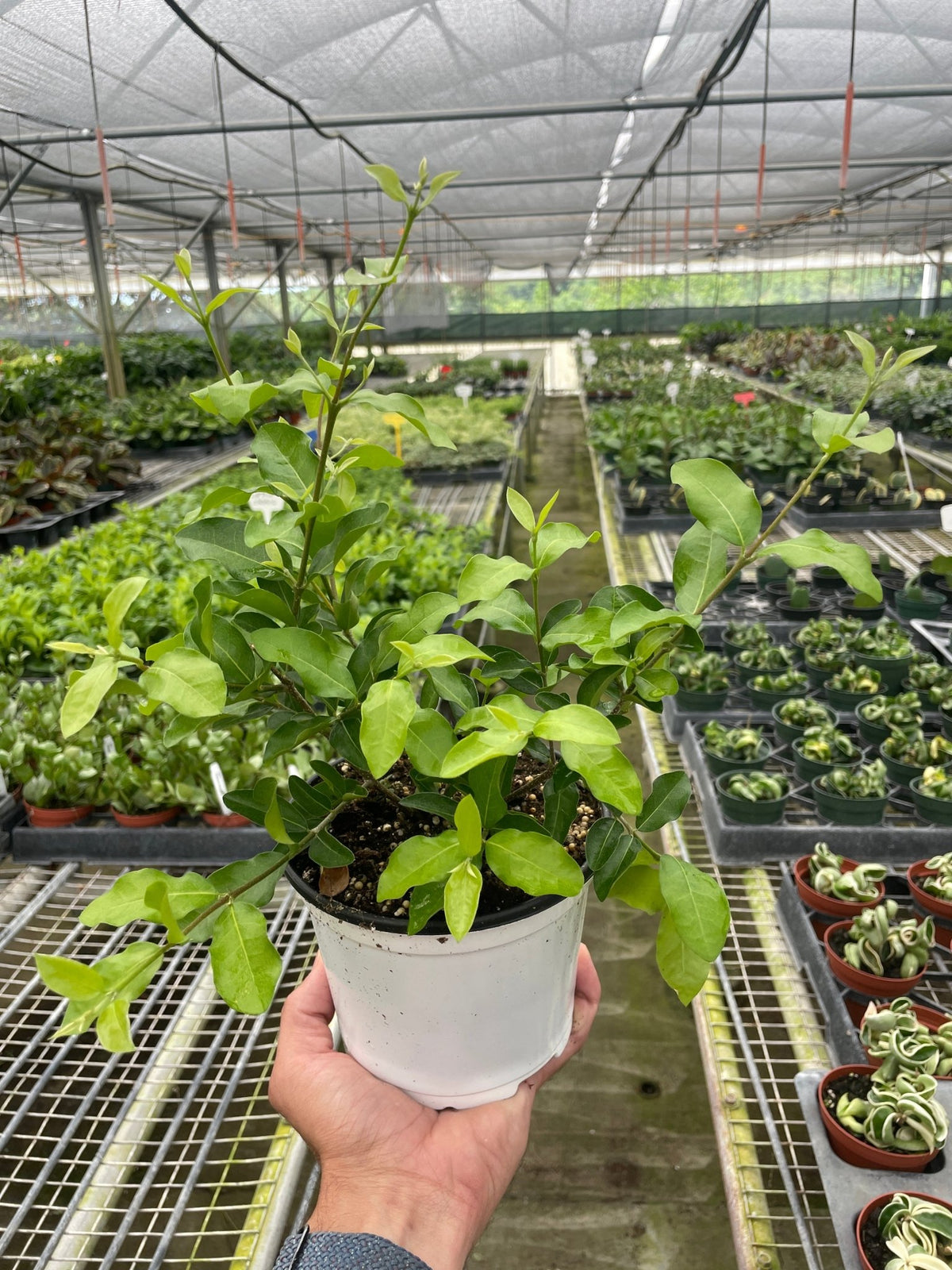 Malpighia Barbados Cherry - BetterGrow Hydro