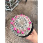 Mammillaria Hahniana Cactus - BetterGrow Hydro