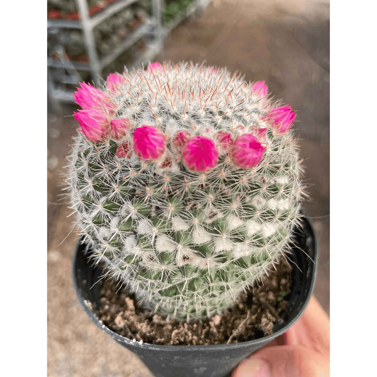 Mammillaria Hahniana Cactus - BetterGrow Hydro