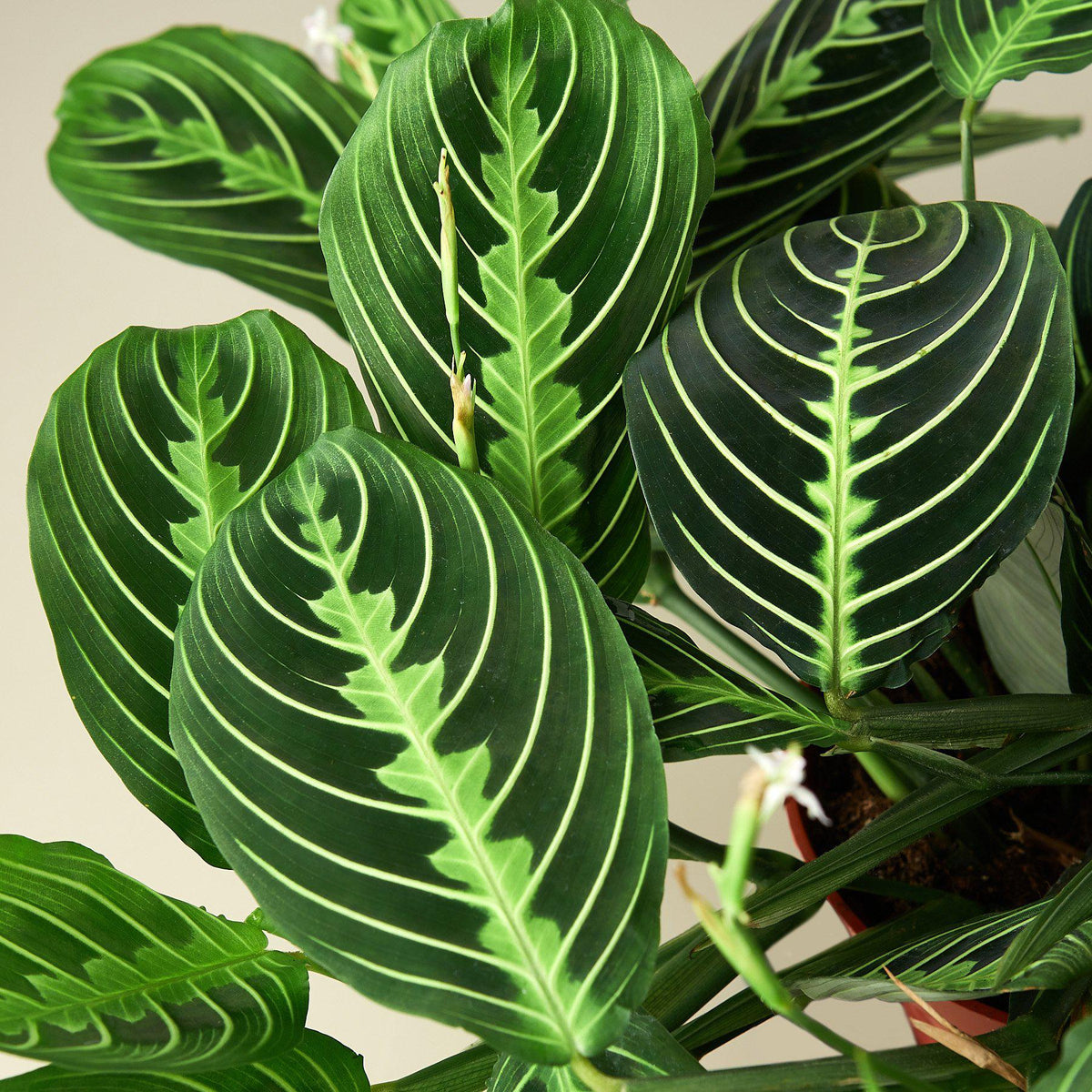 Maranta 'Lemon Lime' - BetterGrow Hydro