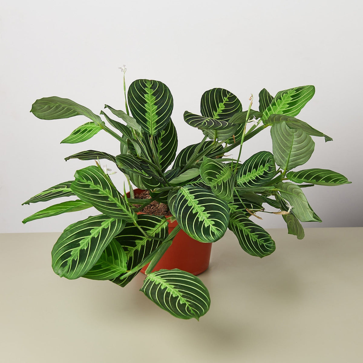 Maranta 'Lemon Lime' - BetterGrow Hydro