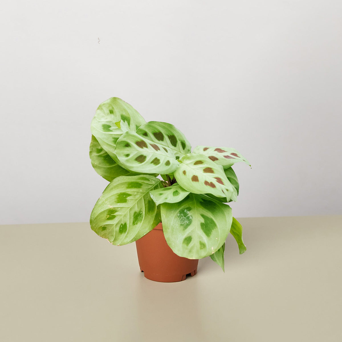 Maranta Leuconeura - BetterGrow Hydro