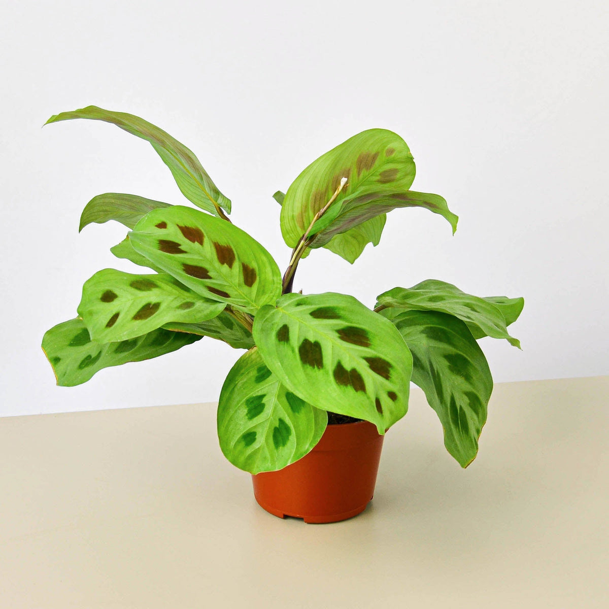 Maranta Leuconeura - BetterGrow Hydro