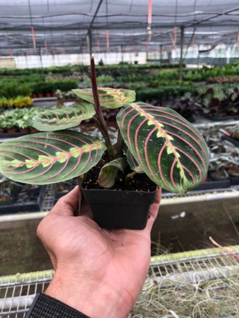 Maranta 'Red Prayer' - BetterGrow Hydro