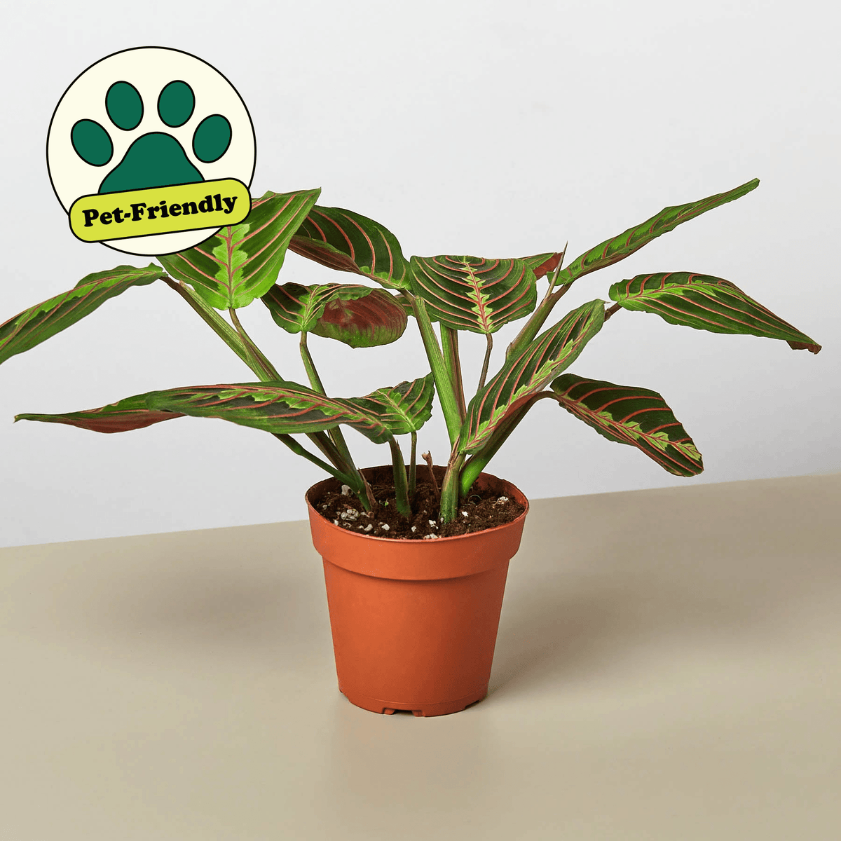 Maranta 'Red Prayer' - BetterGrow Hydro