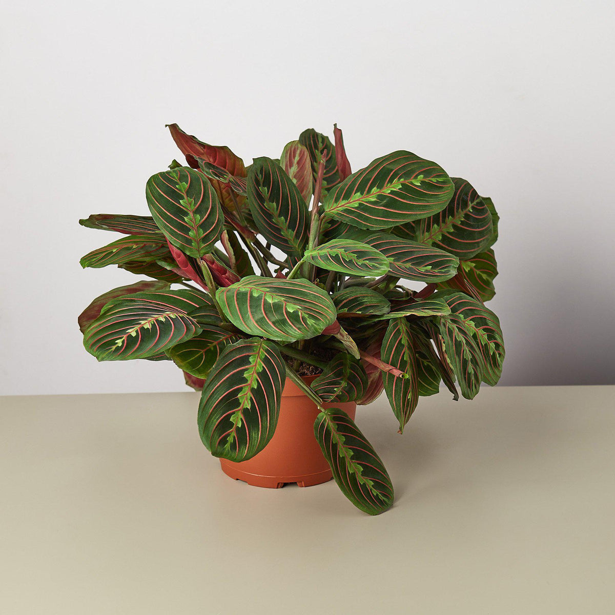 Maranta 'Red Prayer' - BetterGrow Hydro