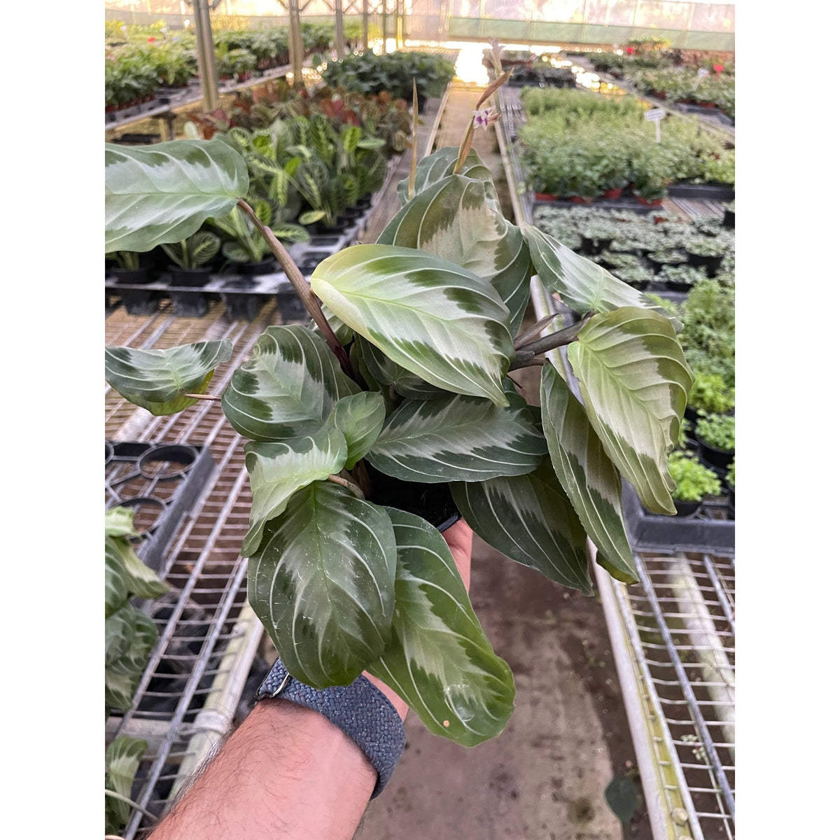 Maranta 'Silver Band' - BetterGrow Hydro