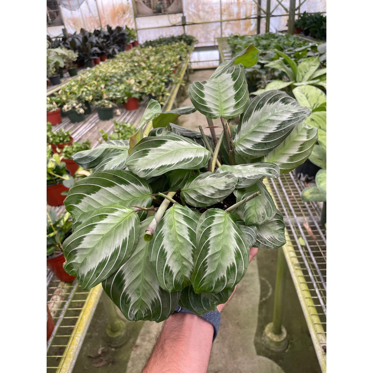 Maranta 'Silver Band' - BetterGrow Hydro