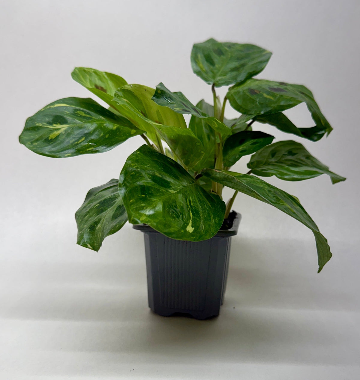Maranta Variegated 'Beauty Kim' - BetterGrow Hydro