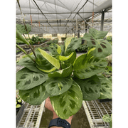 Maranta Variegated 'Beauty Kim' - BetterGrow Hydro