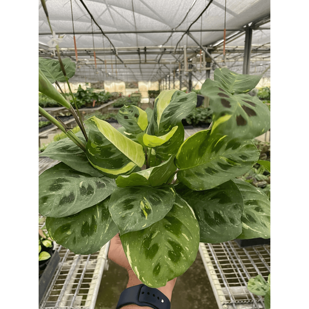 Maranta Variegated 'Beauty Kim' - BetterGrow Hydro