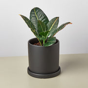 Matte Finish Cylinder Planter with Saucer - BetterGrow Hydro