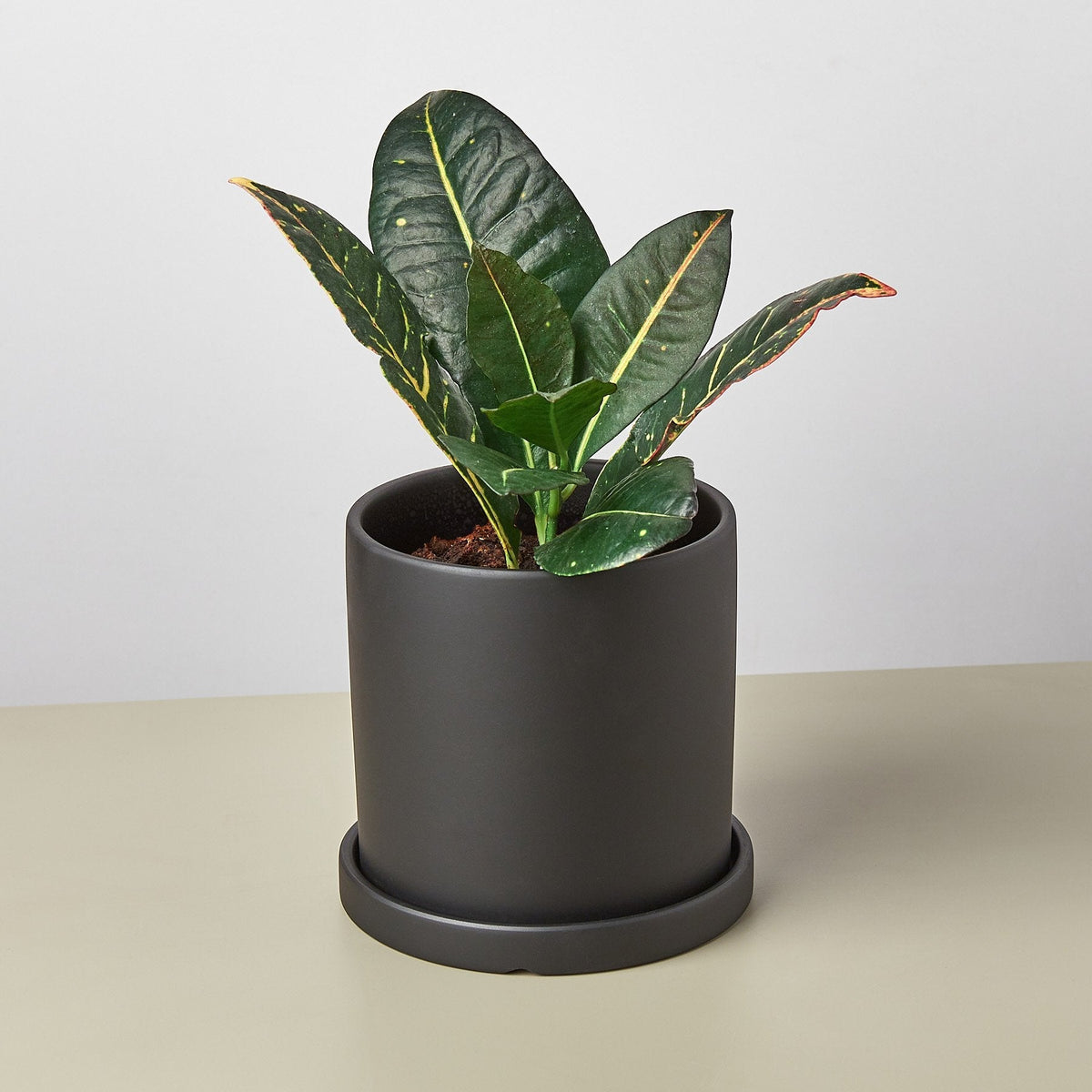 Matte Finish Cylinder Planter with Saucer - BetterGrow Hydro