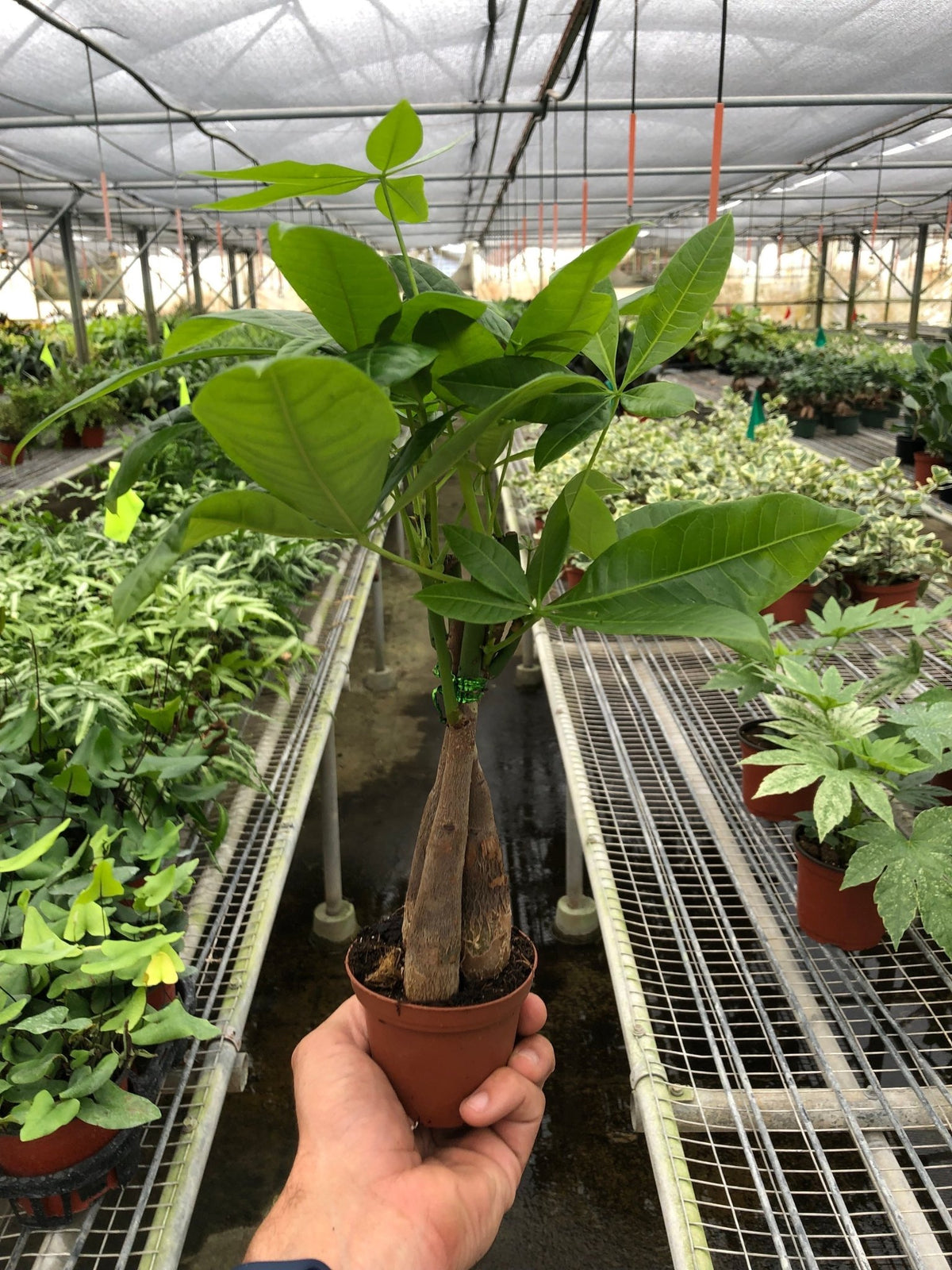 Money Tree 'Guiana Chestnut' Pachira Braid - BetterGrow Hydro