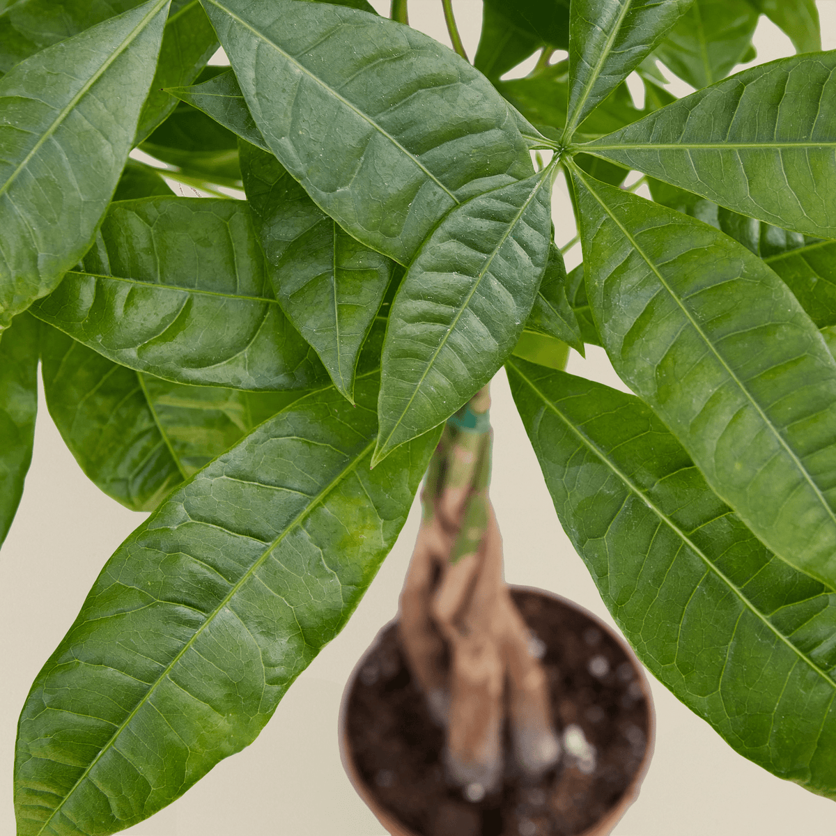Money Tree 'Guiana Chestnut' Pachira Braid - BetterGrow Hydro