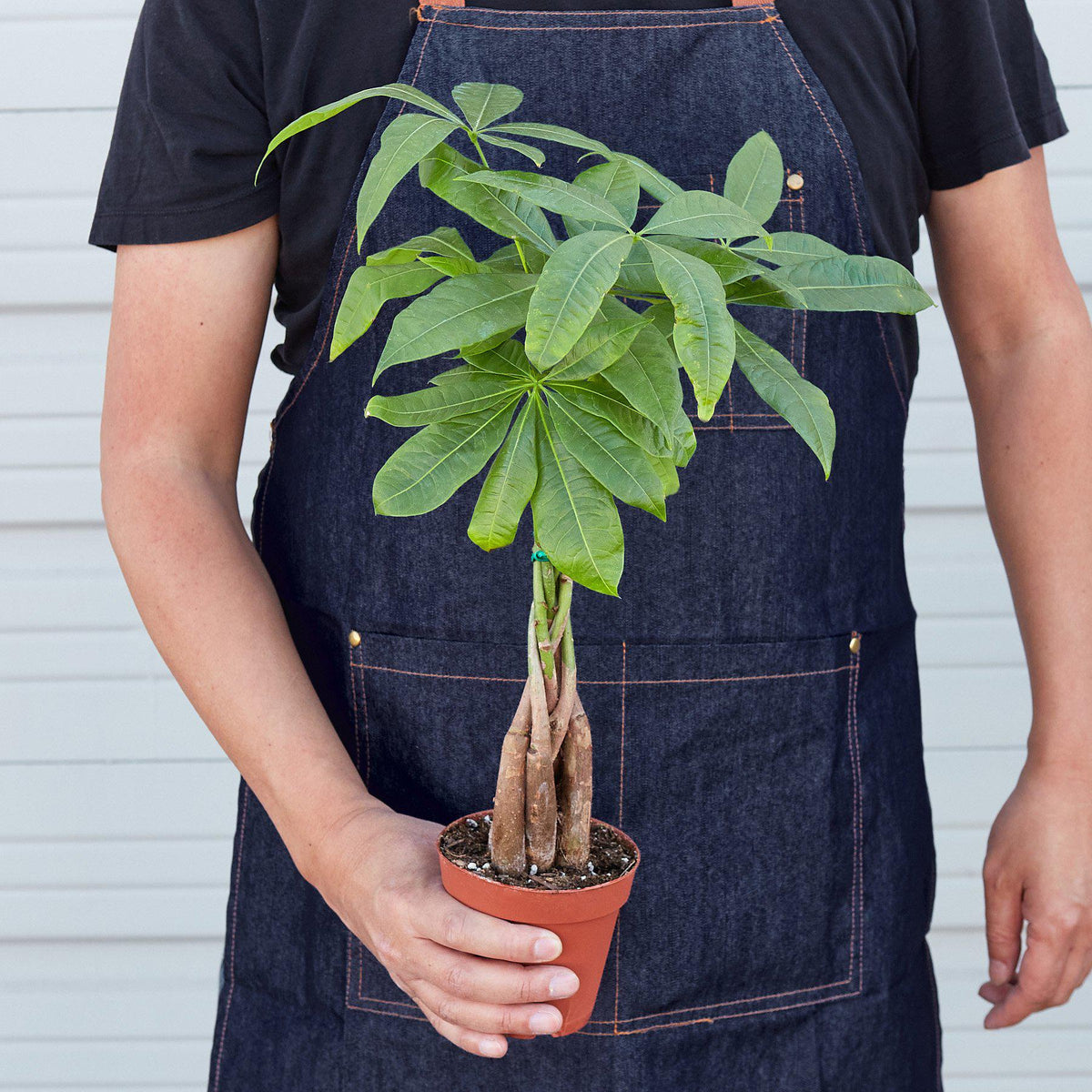 Money Tree 'Guiana Chestnut' Pachira Braid - BetterGrow Hydro