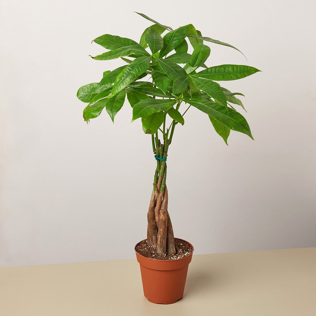 Money Tree 'Guiana Chestnut' Pachira Braid - BetterGrow Hydro