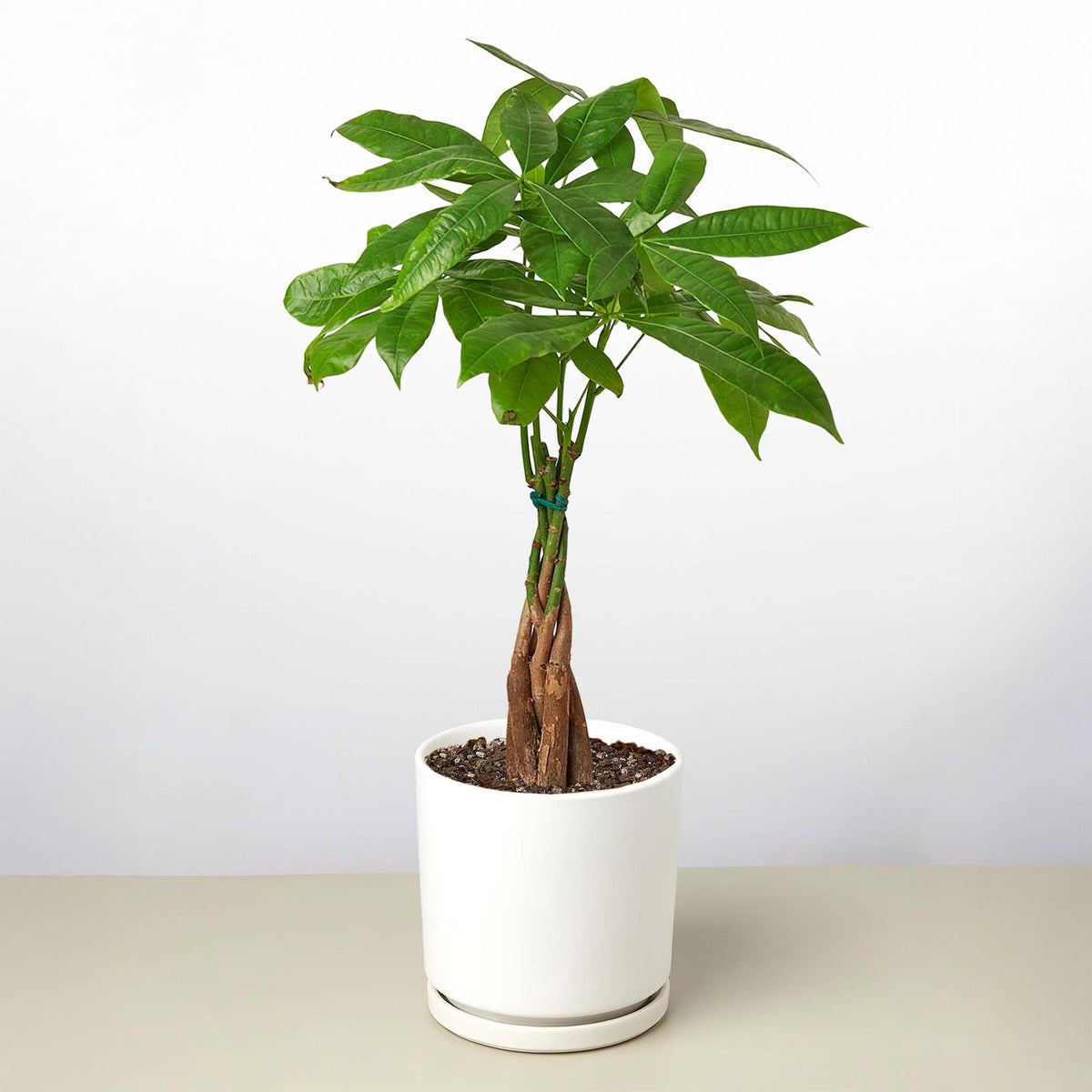 Money Tree 'Guiana Chestnut' Pachira Braid - BetterGrow Hydro