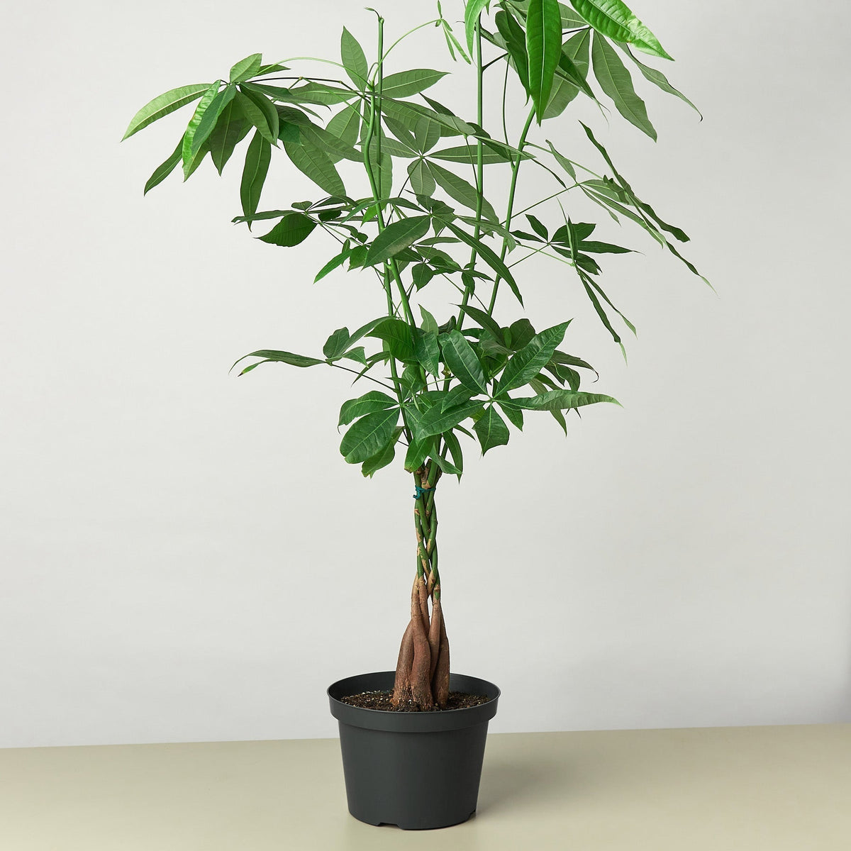 Money Tree 'Guiana Chestnut' Pachira Braid - BetterGrow Hydro