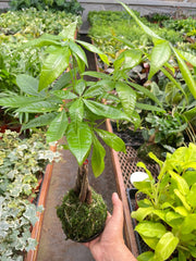 Money Tree 'Guiana Chestnut' Pachira Braid Kokedama - BetterGrow Hydro