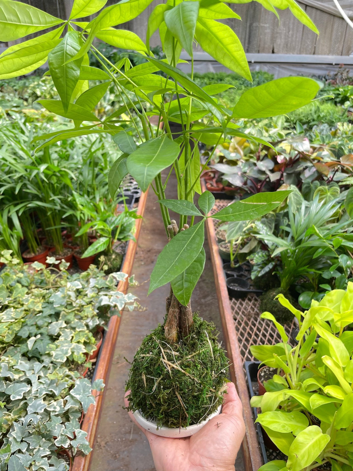 Money Tree 'Guiana Chestnut' Pachira Braid Kokedama - BetterGrow Hydro