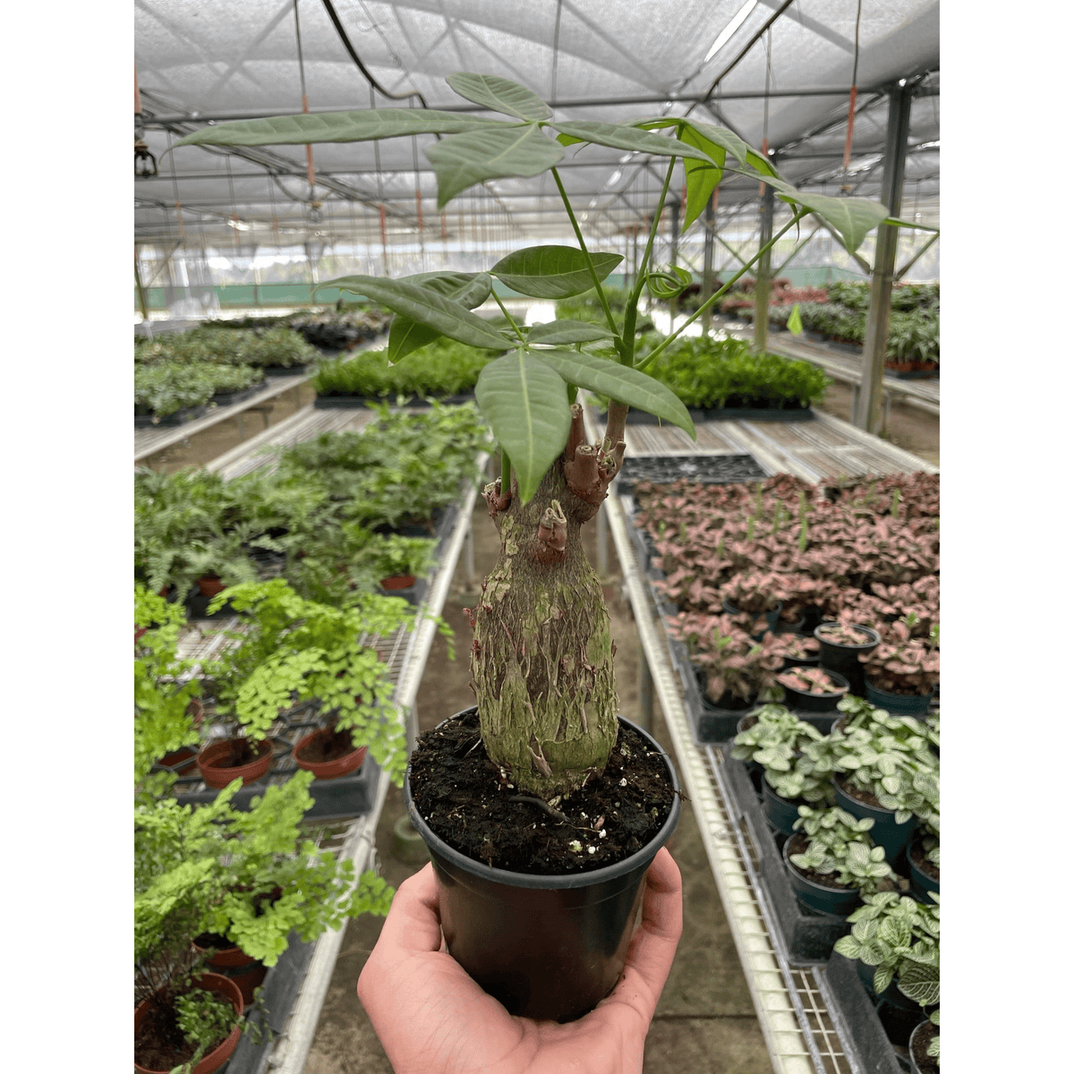 Money Tree 'Guiana Chestnut' Pachira Stump - BetterGrow Hydro