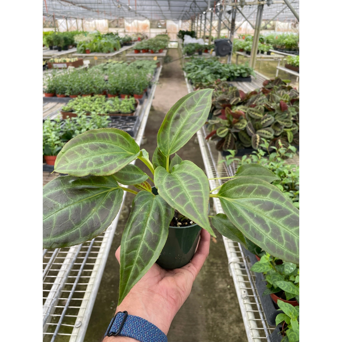 Monolena 'Primuliflora' - BetterGrow Hydro