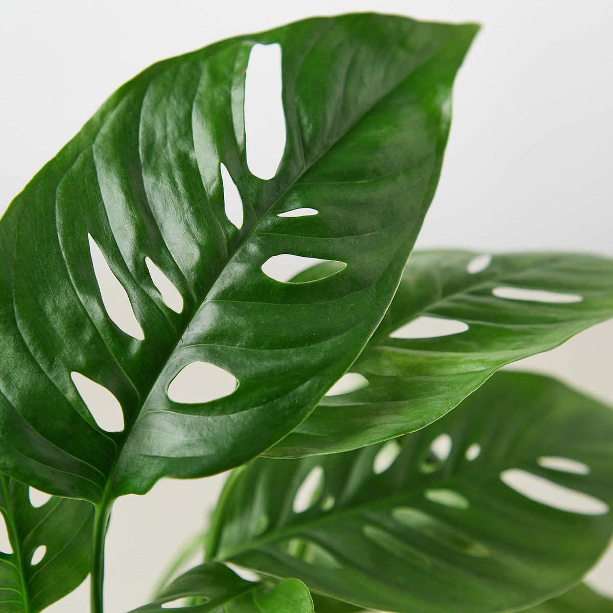 Monstera Adansonii 'Swiss Cheese' - BetterGrow Hydro