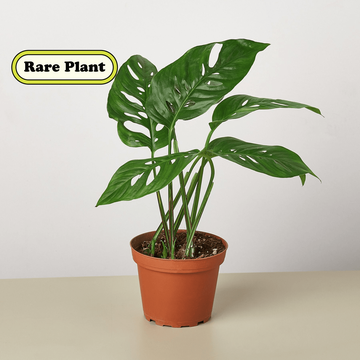 Monstera Adansonii 'Swiss Cheese' - BetterGrow Hydro