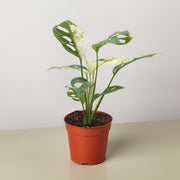 Monstera Adansonii 'Swiss Cheese Variegated' - BetterGrow Hydro