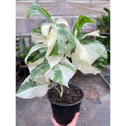 Monstera 'Albo Borsigiana Variegated' - BetterGrow Hydro
