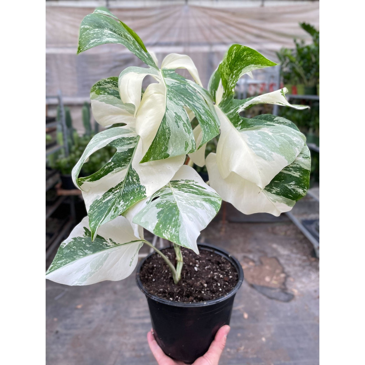 Monstera 'Albo Borsigiana Variegated' - BetterGrow Hydro