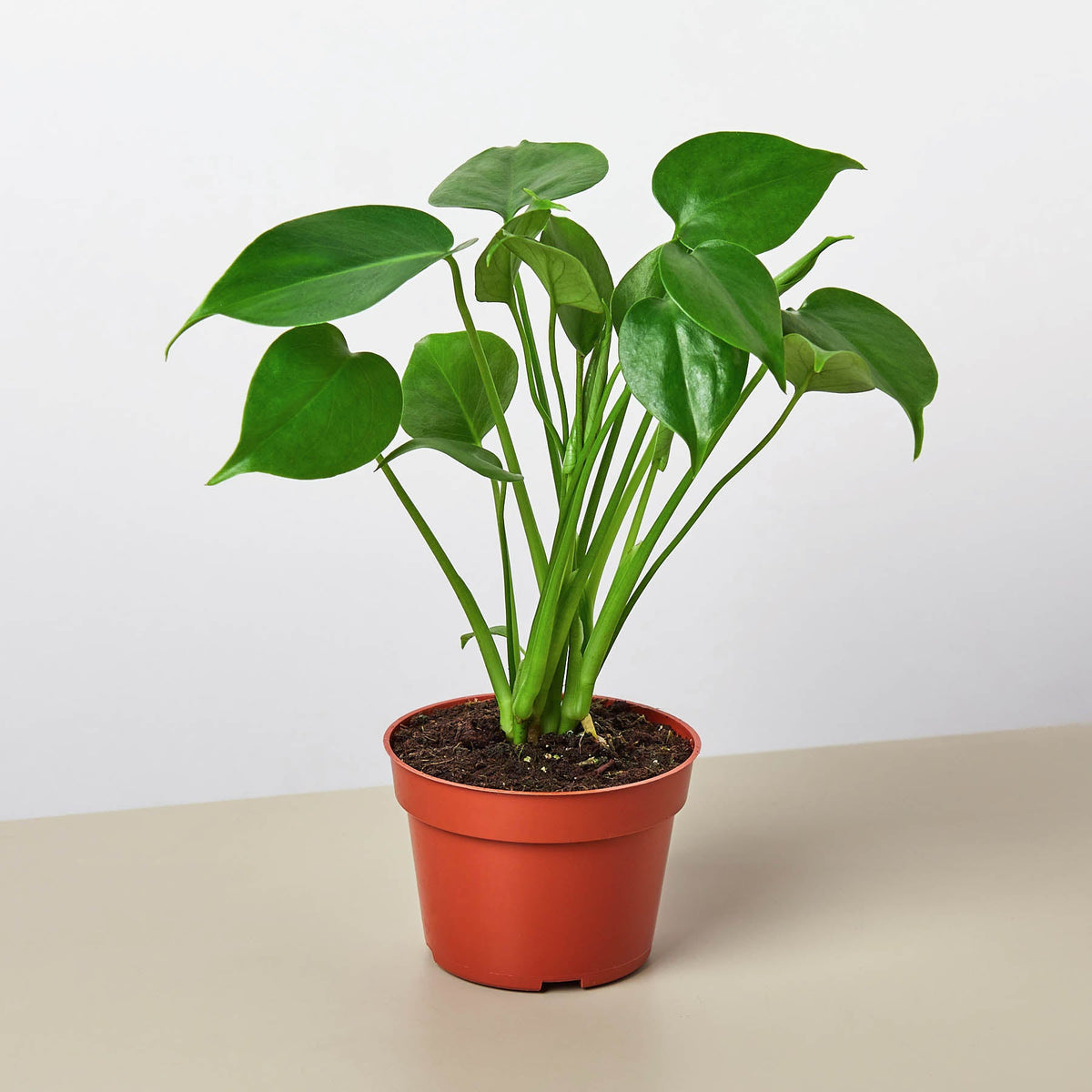 Monstera Bundle - BetterGrow Hydro