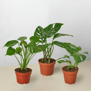 Monstera Bundle - BetterGrow Hydro