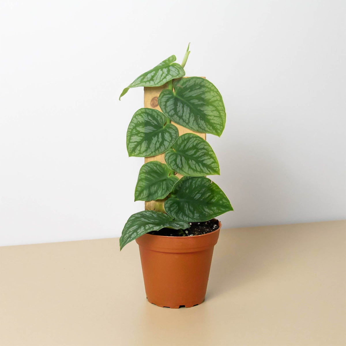 Monstera 'Dubia' (Shingle Plant) - BetterGrow Hydro