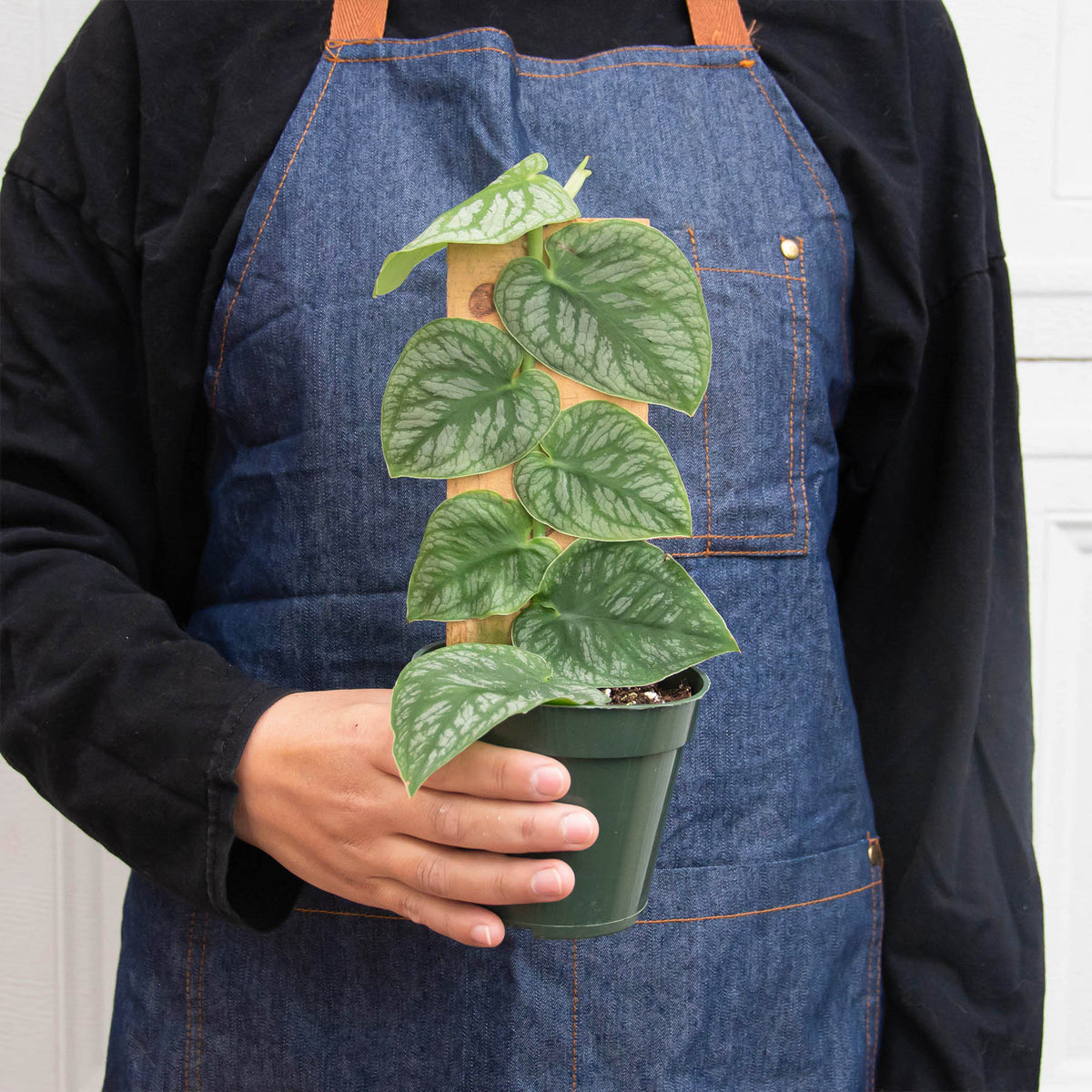 Monstera 'Dubia' (Shingle Plant) - BetterGrow Hydro