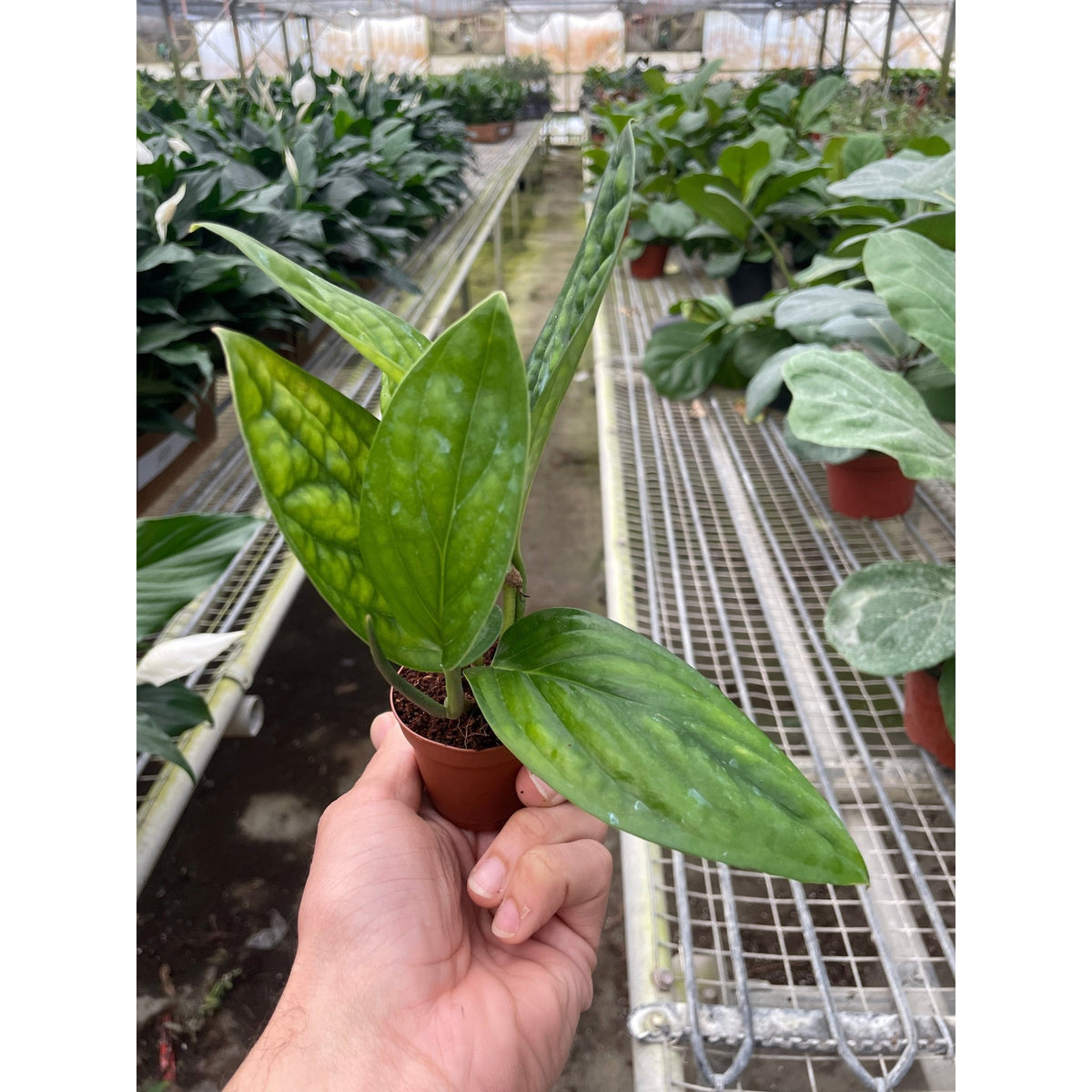 Monstera 'Peru' - BetterGrow Hydro