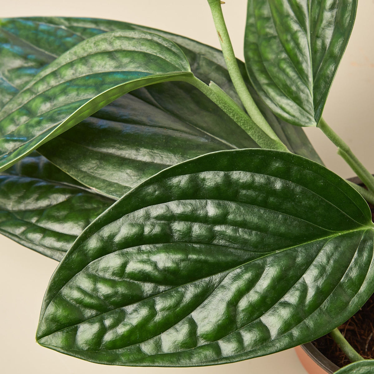 Monstera 'Peru' - BetterGrow Hydro