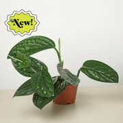 Monstera 'Peru' - BetterGrow Hydro
