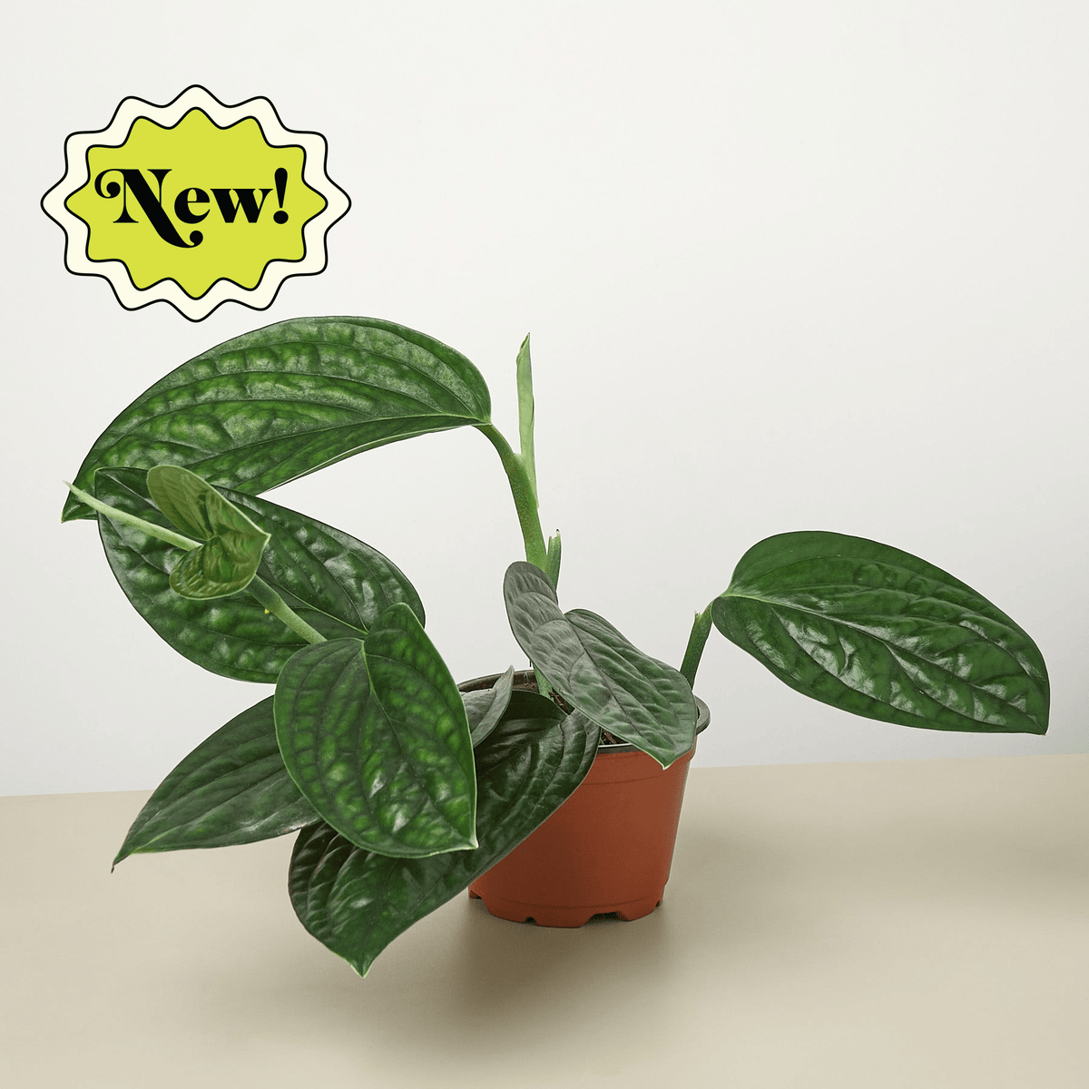 Monstera 'Peru' - BetterGrow Hydro
