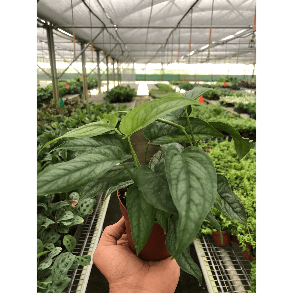 Monstera 'Siltepecana' - BetterGrow Hydro