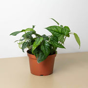 Monstera 'Siltepecana' - BetterGrow Hydro
