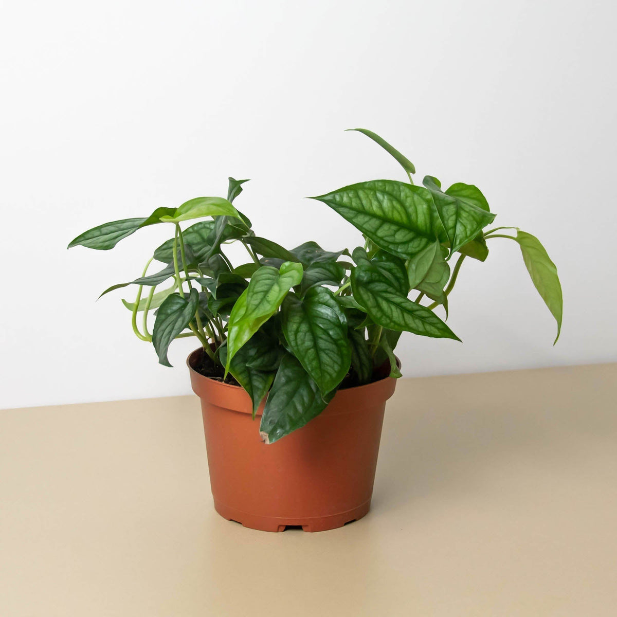 Monstera 'Siltepecana' - BetterGrow Hydro