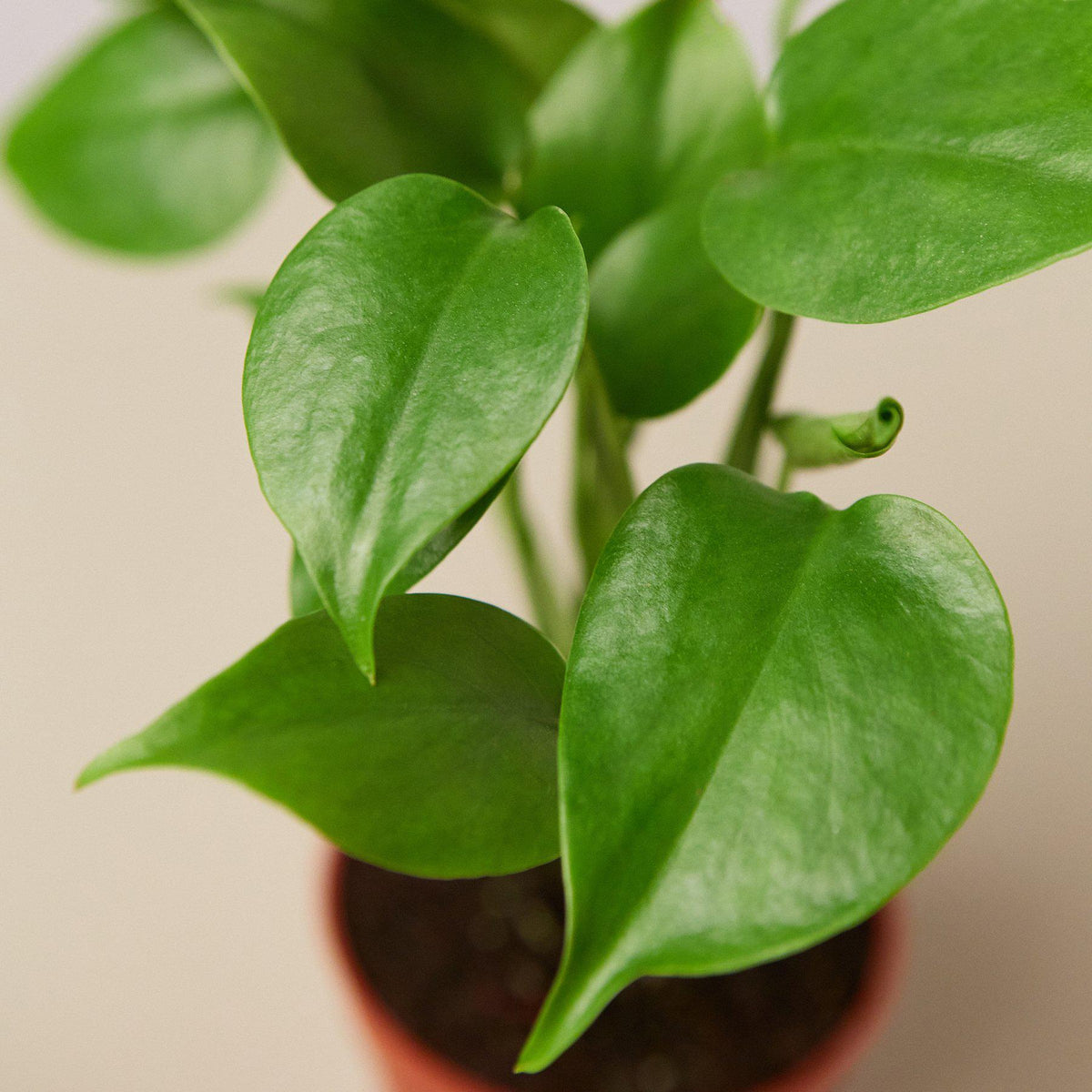 Monstera 'Split-Leaf' - BetterGrow Hydro