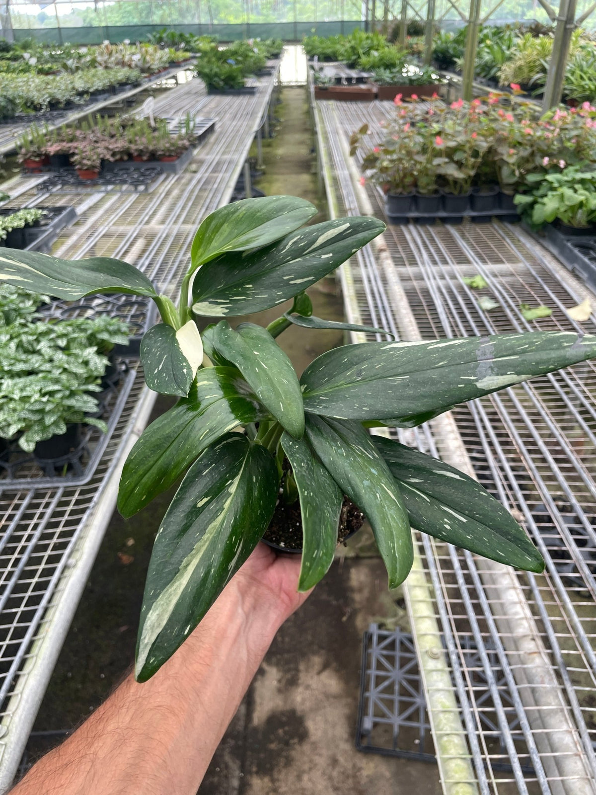 Monstera 'Standeleyana Albo Variegated' - BetterGrow Hydro