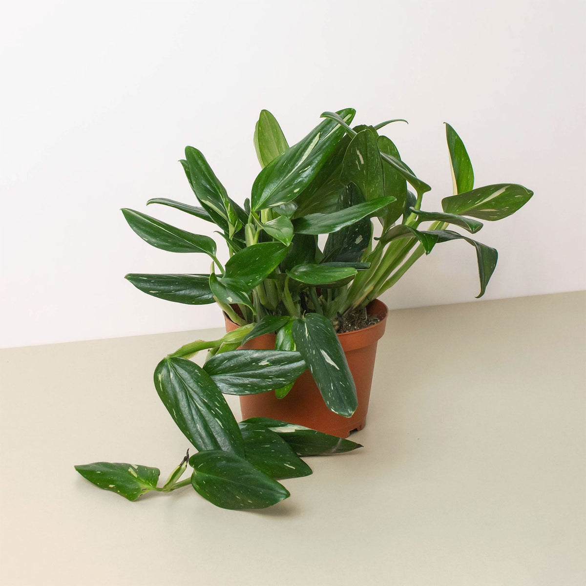 Monstera 'Standeleyana Albo Variegated' - BetterGrow Hydro