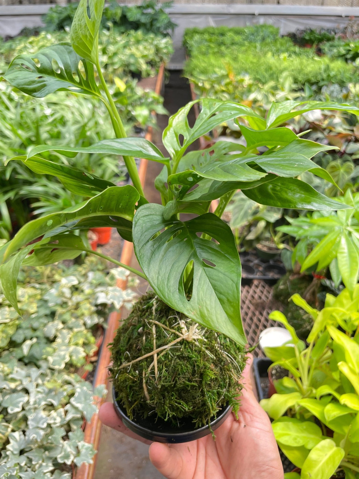 Monstera Swiss Cheese Kokedama - BetterGrow Hydro