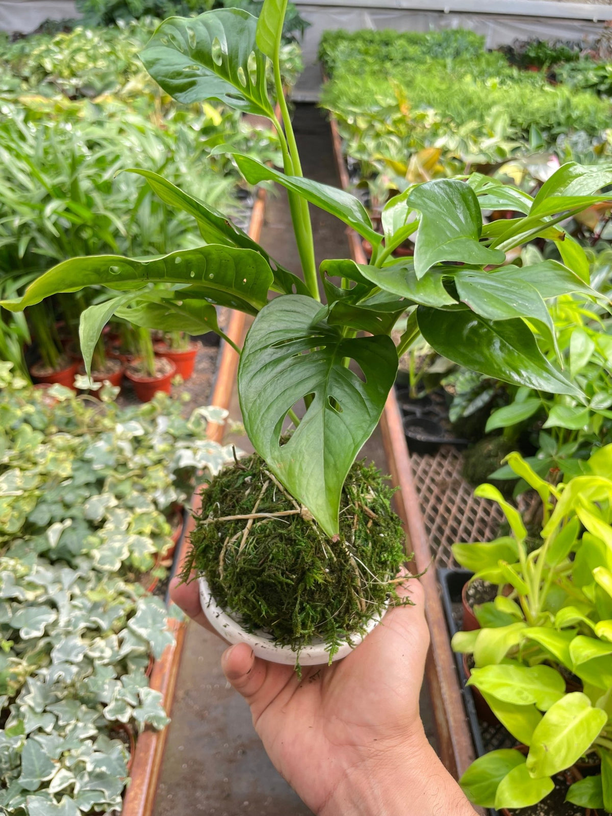 Monstera Swiss Cheese Kokedama - BetterGrow Hydro