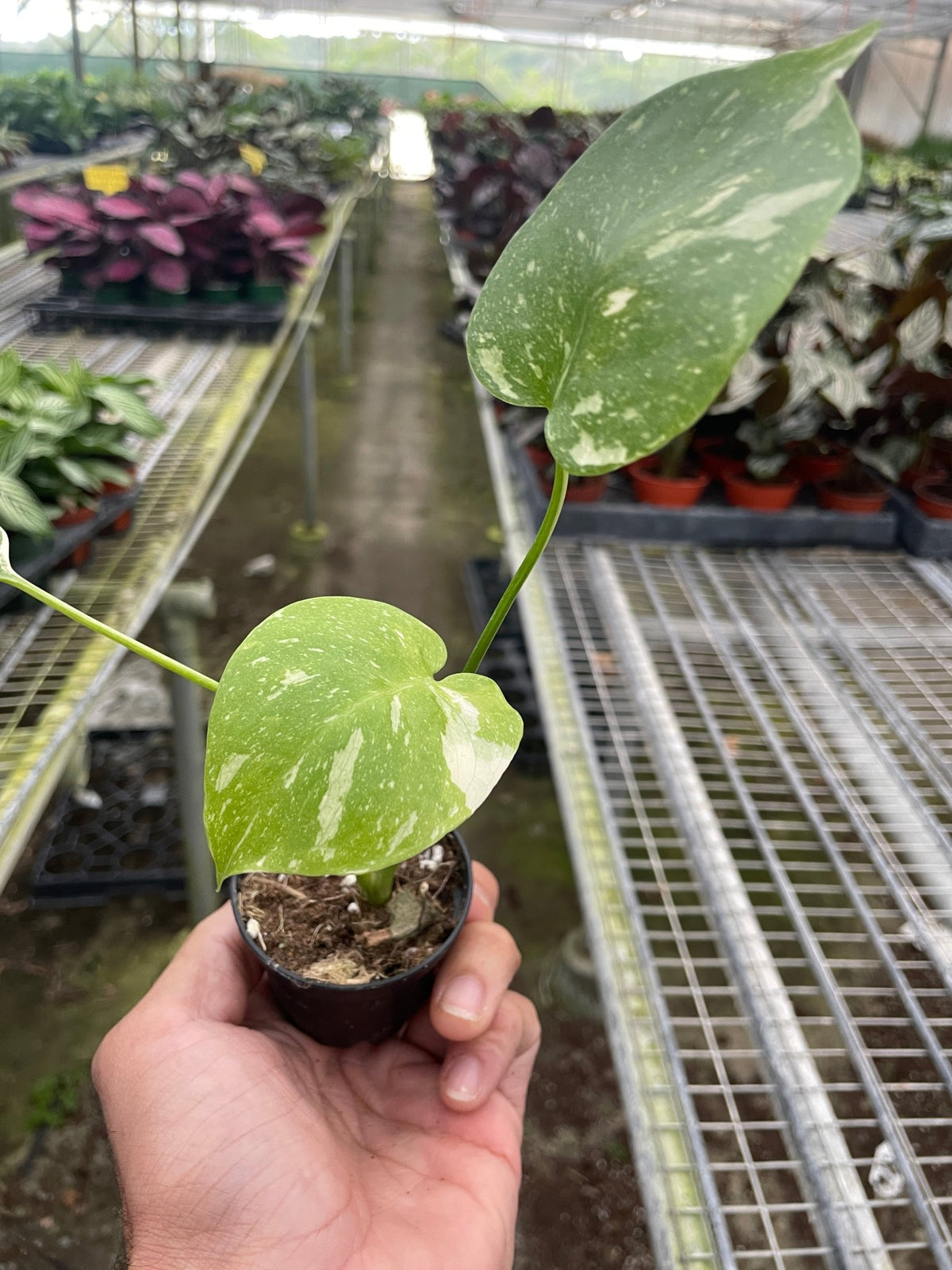 Monstera 'Thai Constellation' - BetterGrow Hydro
